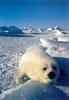 Harp Seal pup (Phoca groenlandica)