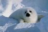 Harp Seal pup (Phoca groenlandica)