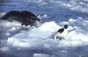 Leopard Seal (Hydrurga leptonyx)