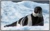 Ribbon Seal (Phoca fasciata)