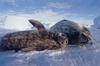 Weddell Seal (Leptonychotes weddellii)