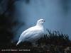 Ptarmigan (Lagopus sp.)