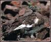 Rock Ptarmigan (Lagopus mutus)