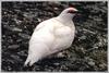 Rock Ptarmigan (Lagopus mutus)