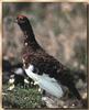 Willow Ptarmigan (Lagopus lagopus)