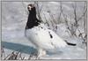 Willow Ptarmigan (Lagopus lagopus)