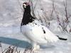 Willow Ptarmigan (Lagopus lagopus)