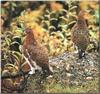 Willow Ptarmigan (Lagopus lagopus)