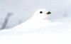 White-tailed Ptarmigan (Lagopus leucurus)