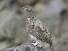 White-tailed Ptarmigan (Lagopus leucurus)