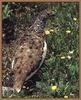 White-tailed Ptarmigan (Lagopus leucurus)