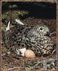 White-tailed Ptarmigan (Lagopus leucurus)