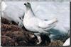 White-tailed Ptarmigan (Lagopus leucurus)