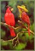 [Animal Art - Barry Moser] Cardinal-Red-and-Netta
