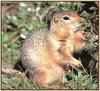 Arctic Ground Squirrel (Spermophilus parryii)