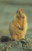 Arctic Ground Squirrel (Spermophilus parryii)