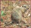 Wyoming Ground Squirrel (Spermophilus elegans)