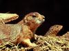 Ground Squirrel (Spermophilus sp.)