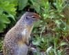 Ground Squirrel (Spermophilus sp.)