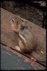 Ground Squirrel (Spermophilus sp.)