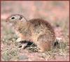 Belding's Ground Squirrel (Spermophilus beldingi)