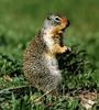 Columbian Ground Squirrel (Spermophilus columbianus)