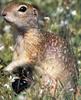European Ground Squirrel (Spermophilus citellus)