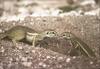 Striped Ground Squirrel (Xerus erythropus)