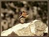 Golden-mantled Ground Squirrel (Spermophilus lateralis)