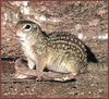 Mexican Ground Squirrel (Spermophilus mexicanus)