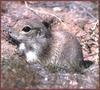 Mohave Ground Squirrel (Spermophilus mohavensis)