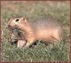 Richardson's Ground Squirrel (Spermophilus richardsonii)