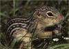 Thirteen-lined Ground Squirrel (Spermophilus tridecemlineatus)