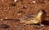 Thirteen-lined Ground Squirrel (Spermophilus tridecemlineatus)