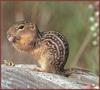 Thirteen-lined Ground Squirrel (Spermophilus tridecemlineatus)