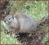 Townsend's Ground Squirrel (Spermophilus townsendii)