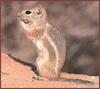 Nelson's Antelope Squirrel (Ammospermophilus nelsoni)