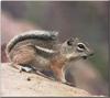 Texas Antelope Squirrel (Ammospermophilus interpres)