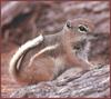 White-tailed Antelope Squirrel (Ammospermophilus leucurus)