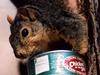 Eastern Fox Squirrel (Sciurus niger)