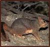 Eastern Fox Squirrel (Sciurus niger)