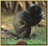 Eastern Fox Squirrel (Sciurus niger)