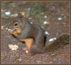 Douglas's Squirrel (Tamiasciurus douglasii)