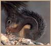 Douglas's Squirrel (Tamiasciurus douglasii)