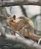 Eastern Fox Squirrel (Sciurus niger)