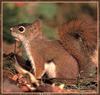 American Red Squirrel (Tamiasciurus hudsonicus)