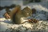 American Red Squirrel (Tamiasciurus hudsonicus)