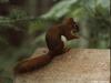 American Red Squirrel (Tamiasciurus hudsonicus)