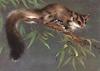 American Flying Squirrel (Glaucomys sp.)