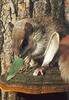 American Flying Squirrel (Glaucomys sp.)